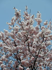 Low angle view of cherry blossoms against sky