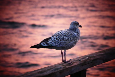 Close-up of bird perching on shore