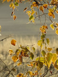 Close-up of yellow flowering plant during autumn