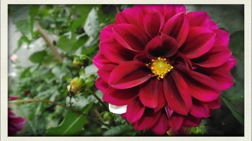 Close-up of pink flower