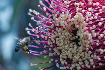 Close-up of bumblebee on flower