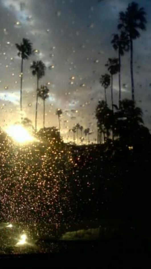 SILHOUETTE OF TREES AT SUNSET