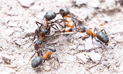 Close-up of insects on land