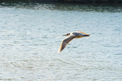 Bird flying over sea