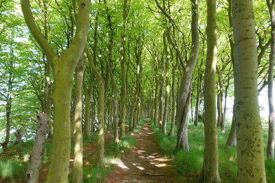 View of trees in forest