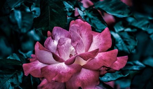 Close-up of pink flowering plant