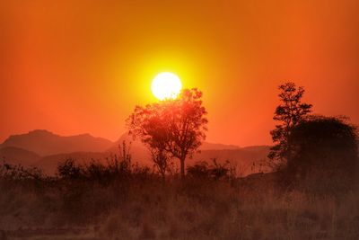 Trees on field against orange sky