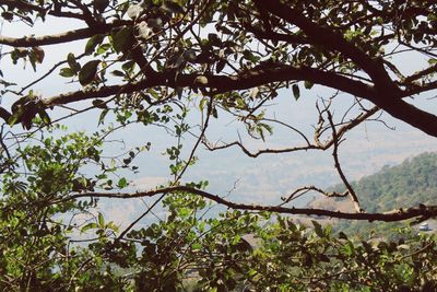 Low angle view of tree against sky