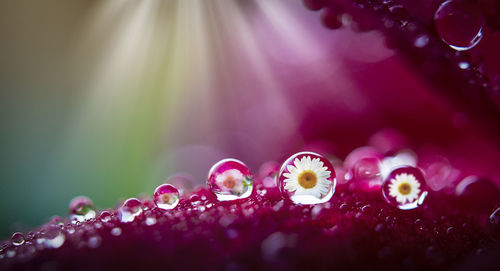 Close-up of wet purple flowering plant