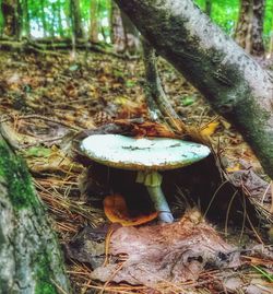 Close-up of mushroom growing on tree trunk