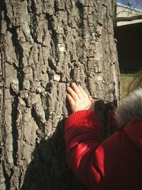 Close-up of hand on tree trunk