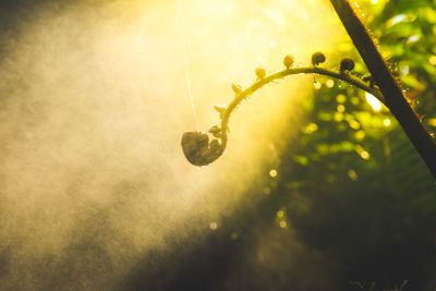 Close-up of fresh green plant against sunlight