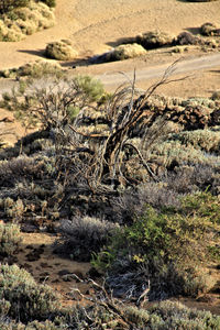 Close-up of plants on landscape