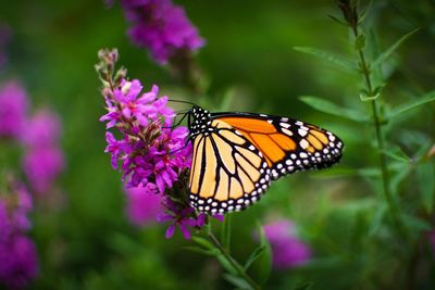 Close-up of butterfly pollinating on purple flower