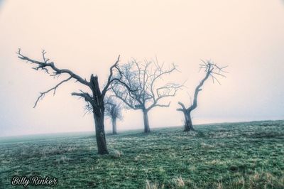 Bare tree on field against sky