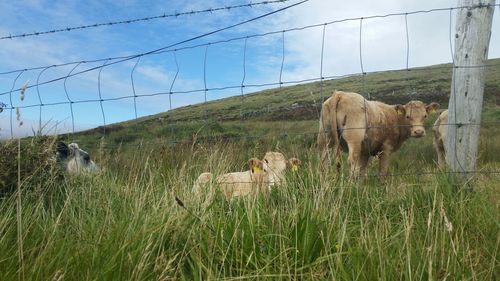 Cow grazing on field against sky