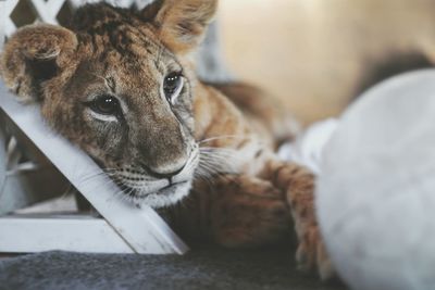 Close-up of lion cub in cage