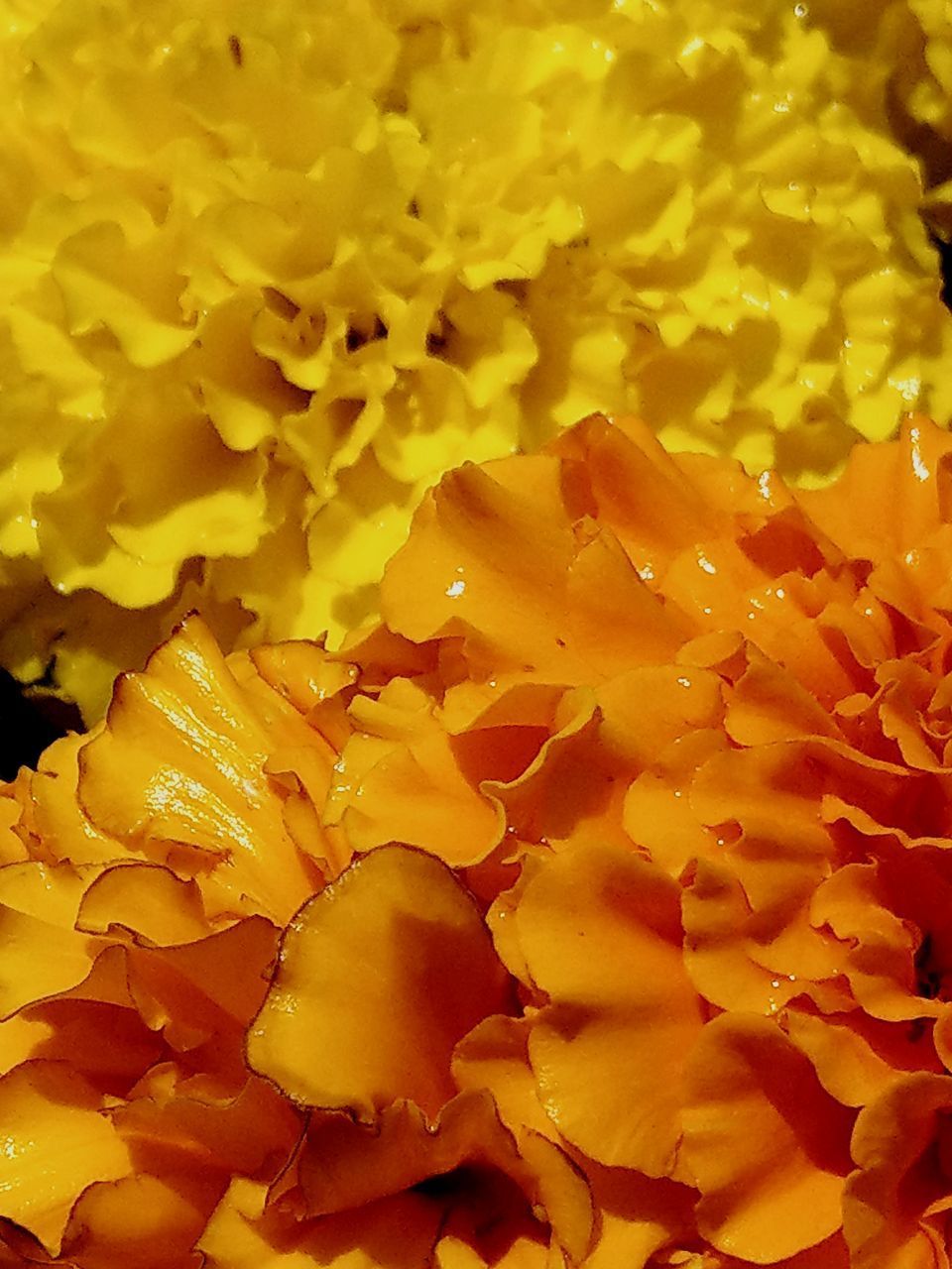 FULL FRAME SHOT OF YELLOW FLOWER