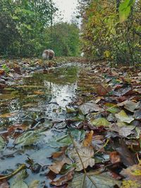 Ducks floating on lake