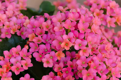 Kalanchoe flowers