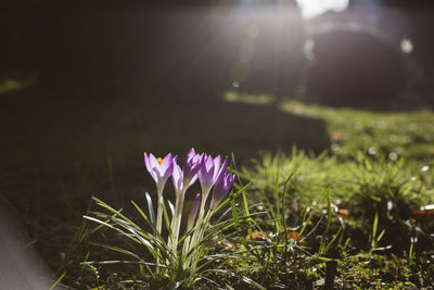 Close-up of crocus blooming outdoors