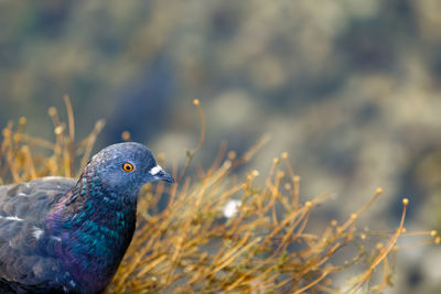 Close-up of pigeon by plants