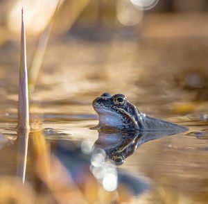 Close-up of turtle swimming in lake