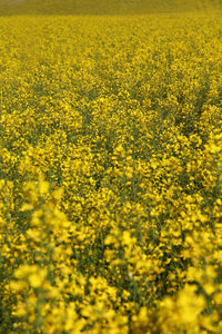 Full frame shot of fresh yellow flower field