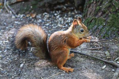 Close-up of squirrel