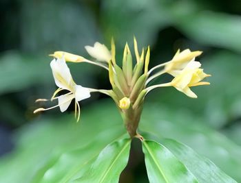 Close-up of white flowering plant