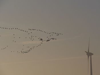 Low angle view of birds flying against sky during sunset