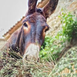 Close-up portrait of a donkey