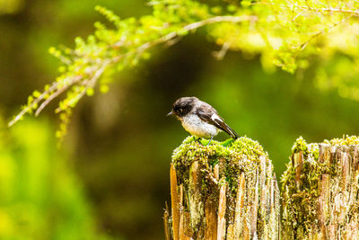 Close-up of bird perching on tree