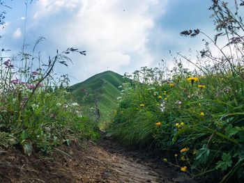 Scenic view of field against sky