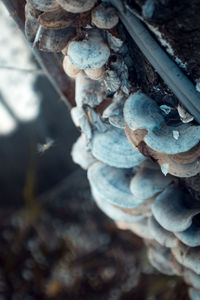 Close-up of mushroom growing on tree