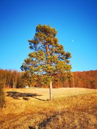 Trees on field against clear blue sky