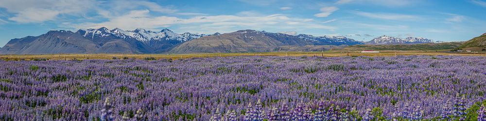 Mesmerizing lupine flowers with snow-capped mountain range backdrop during brief icelandic summer