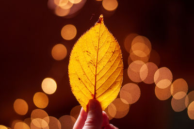 Close-up of hand holding leaves