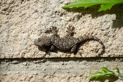High angle view of lizard on wall