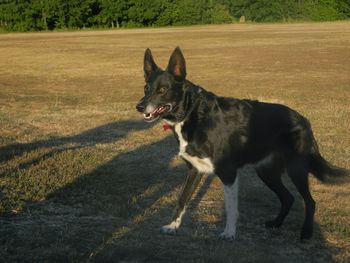 Black dog looking away on field