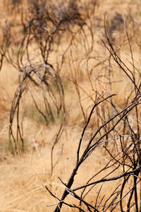 Close-up of dry plants on land