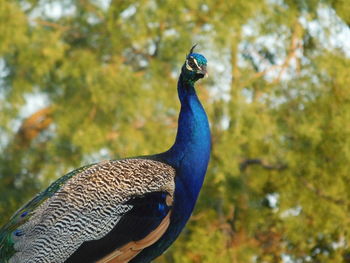 Close-up of peacock