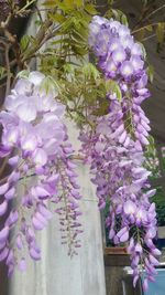 Close-up of purple flowers