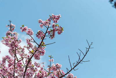 Low angle view of cherry blossoms against blue sky