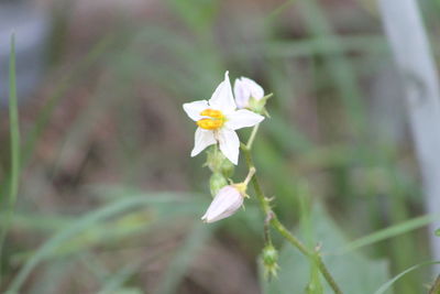 Close-up of white flowering plant