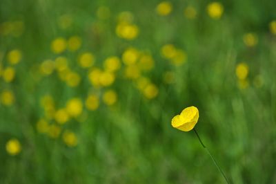 Close-up of yellow flower