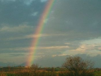 Low angle view of rainbow over trees against sky