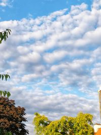 Low angle view of trees against sky