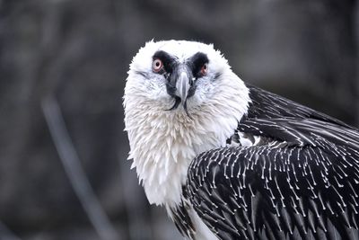 Close-up portrait of eagle