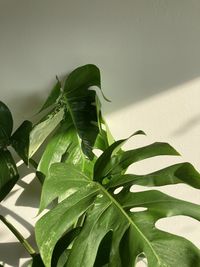 Close-up of fresh green plant against wall